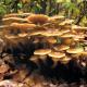 Як виглядає гриб підберезник: опис і фото