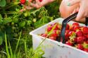 Сушена полуниця: рецепти та правила зберігання Чи можна сушити полуницю