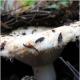 Ukusne slane gljive u staklenkama: jednostavan i lagan recept za berbu za zimu