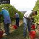 Vino con uvas blancas en casa