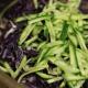 Salad juicy dari kubis ungu segar Yakiy salad dari kubis ungu