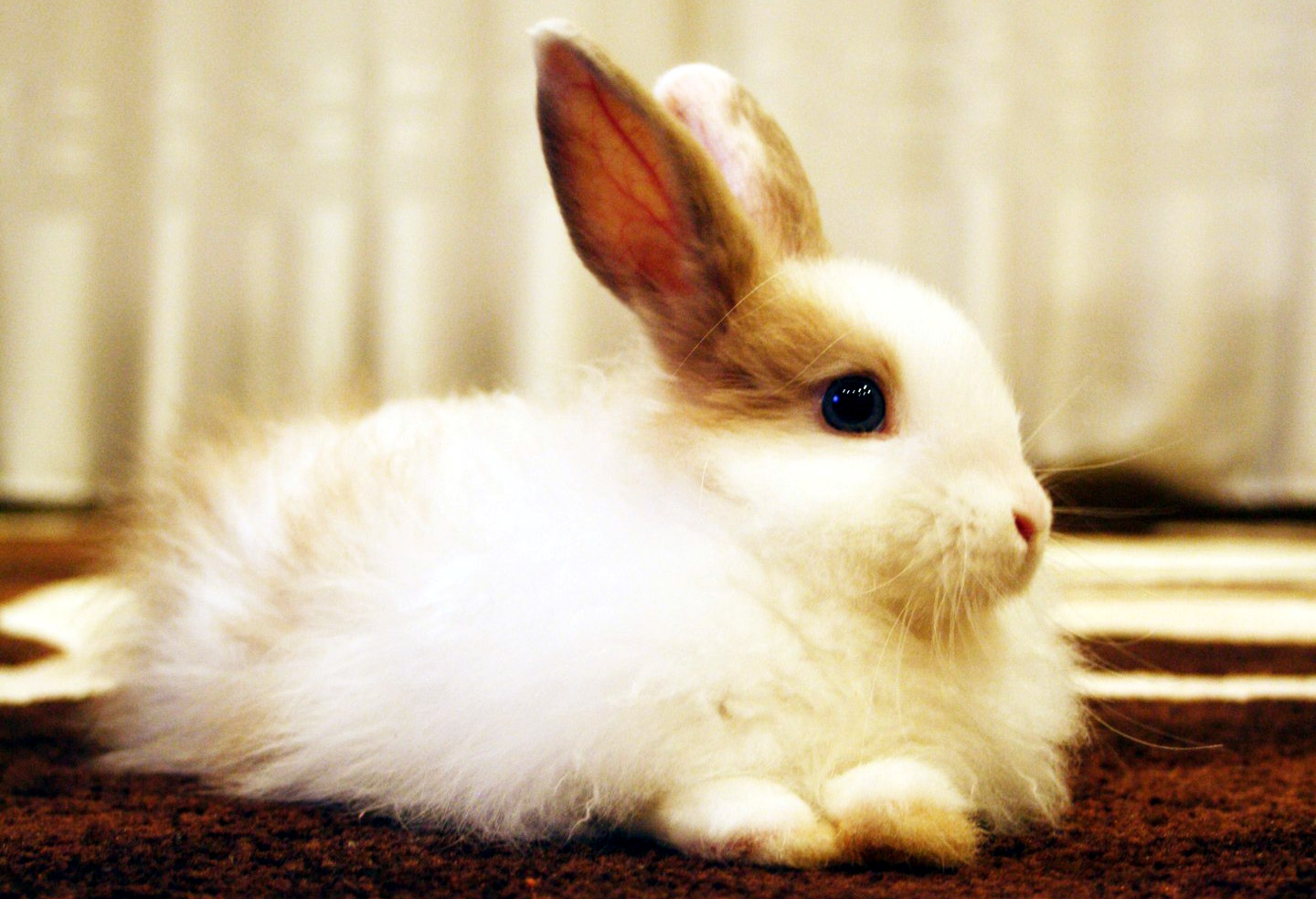 Название зайка. Карликовый кролик Баффи. Лисий кролик декоративный. Декоративный кролик Баффи. Карликовый кролик белый.