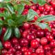 Enam cara sederhana menyiapkan lingonberry untuk musim dingin