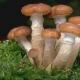 Recept za slane gljive za zimu u teglama Kako ukiseliti slane gljive na hladan način za zimu